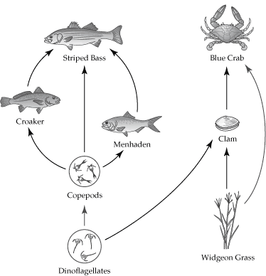 Пищевая сеть аквариумной экосистемы. Пищевая сеть аквариума схема. Пищевая цепочка в аквариуме. Пищевая цепь обитателей аквариума.